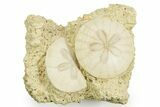 Two Fossil Sand Dollars (Scutella) - France #359696-1